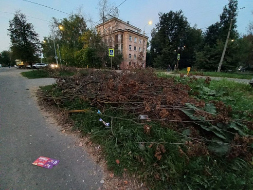 Спиленные на перекрестке Тимирязева и Гагарина продолжают лежать